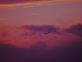 Strong evening red ,flying wild geese Royalty Free Stock Photo